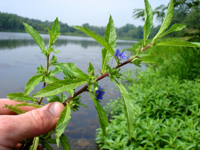 Waterpod Outdoor Alabama